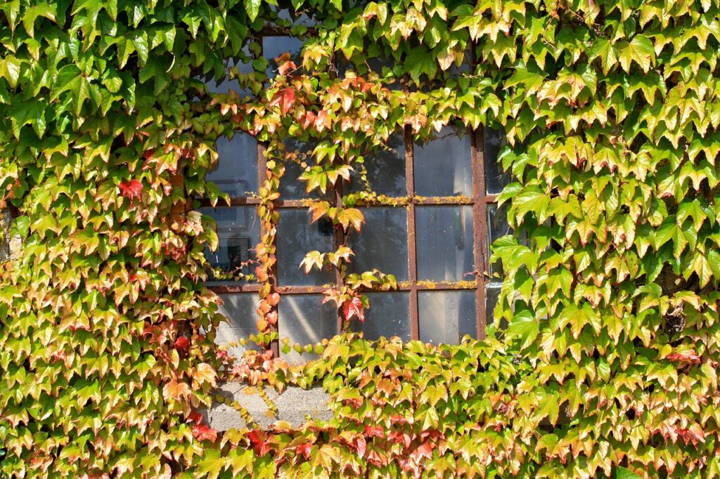 window, fall, wine